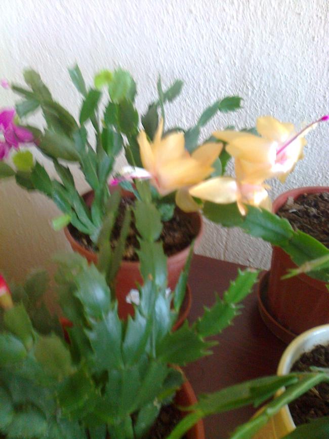 Name:  Fotoraf2368.jpg
Views: 1505
Size:  69.8 KB