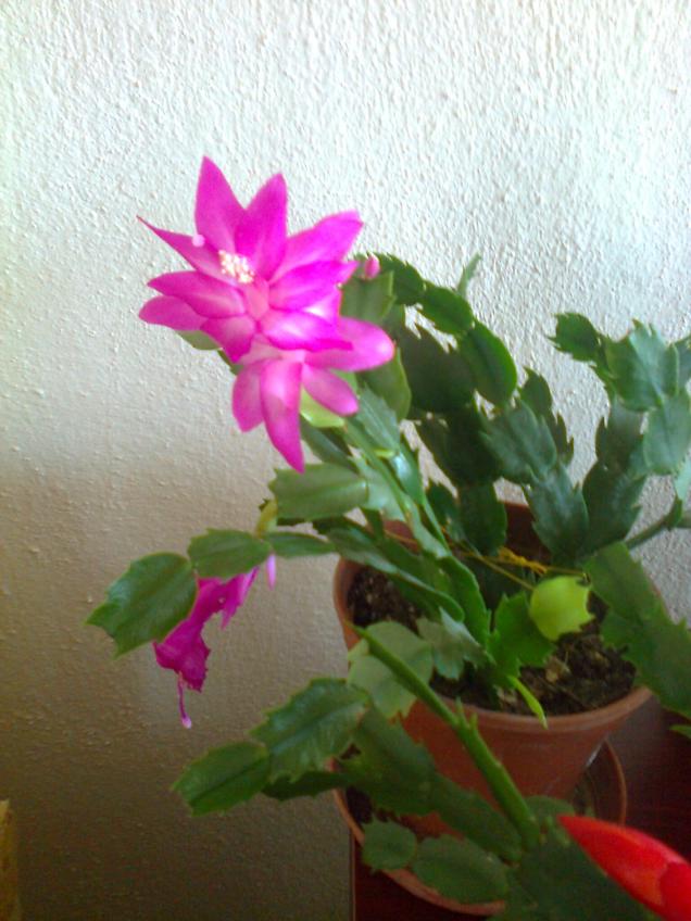 Name:  Fotoraf2369.jpg
Views: 1467
Size:  70.0 KB