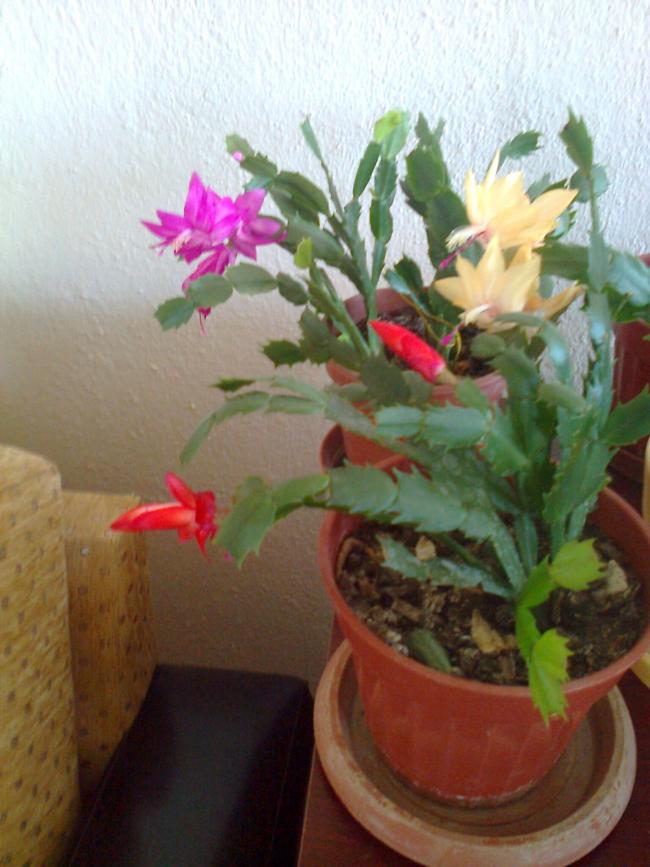 Name:  Fotoraf2367.jpg
Views: 1677
Size:  66.1 KB