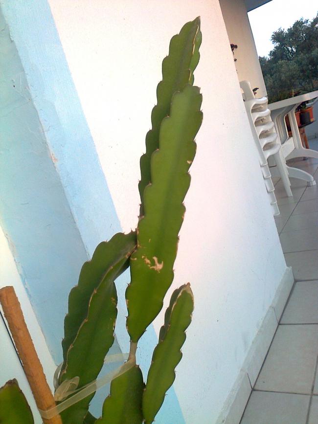 Name:  Fotoraf2479.jpg
Views: 1596
Size:  57.3 KB