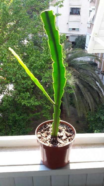 Name:  Yellow flowering epiphyllum.jpg
Views: 1858
Size:  64.3 KB