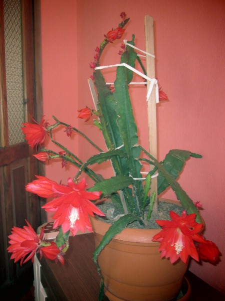 Name:  IMG_4809.jpg
Views: 2302
Size:  57.1 KB