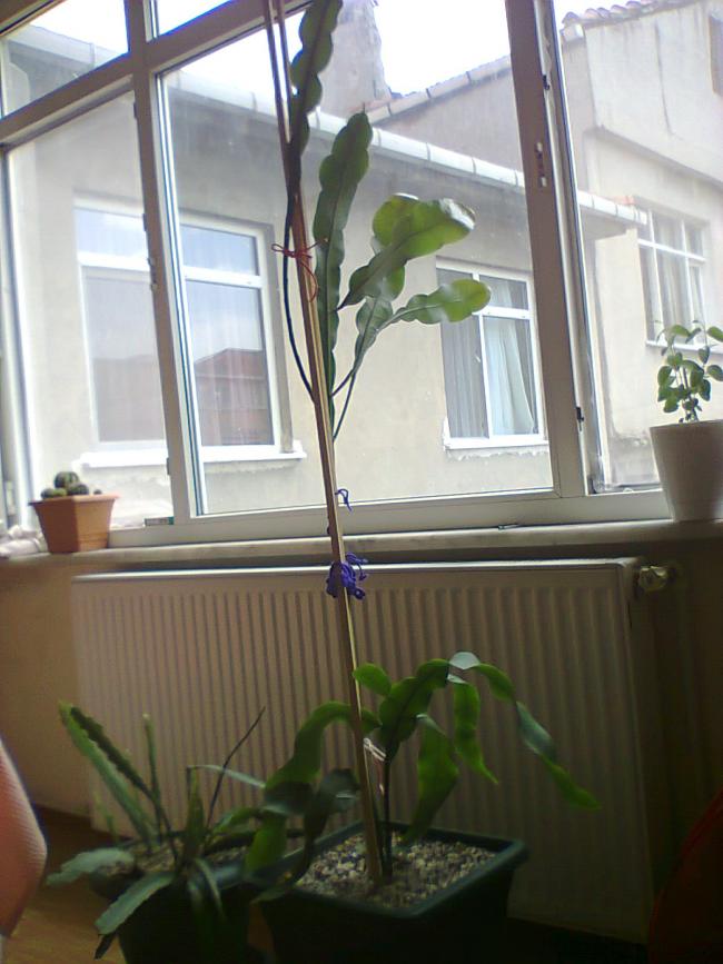 Name: Prenses-3.jpg
Views: 1128
Size: 64.1 KB