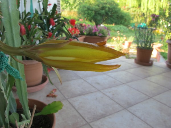 Name:  IMG_6568 (600 x 450).jpg
Views: 1123
Size:  57.5 KB