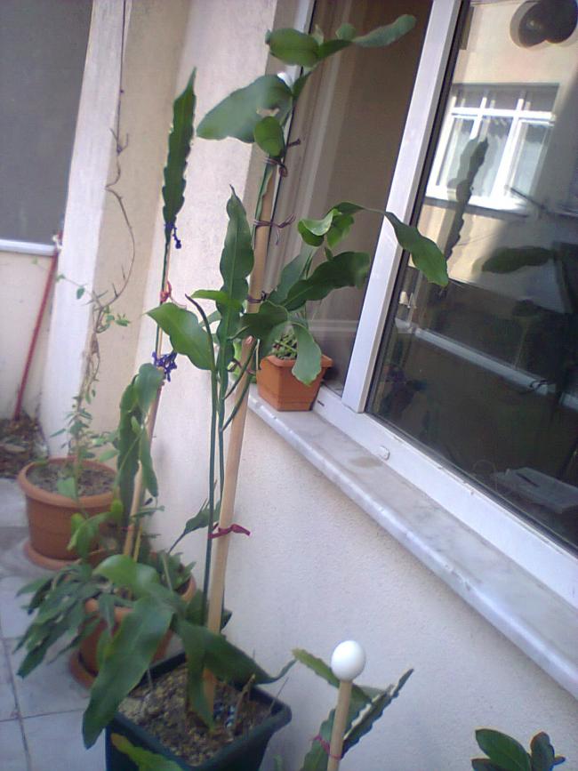 Name:  Prenses-6.jpg
Views: 884
Size:  68.0 KB