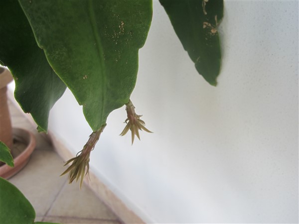 Name:  IMG_7152 (600 x 450).jpg
Views: 469
Size:  34.5 KB