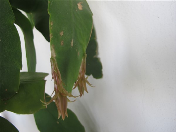 Name:  IMG_7153 (600 x 450).jpg
Views: 493
Size:  33.4 KB
