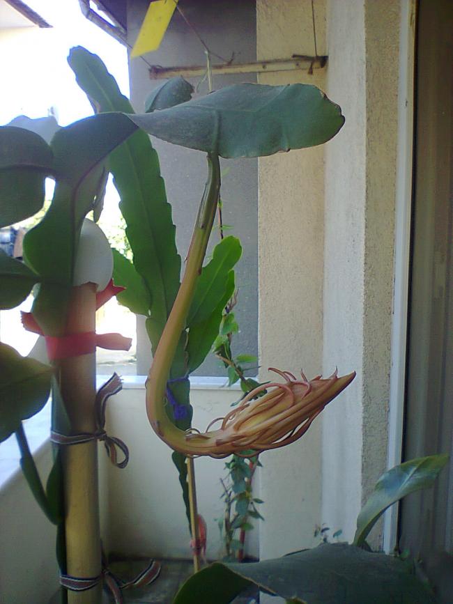 Name:  Prenses-6.jpg
Views: 741
Size:  63.9 KB