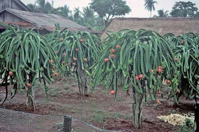 Name:  VN-1104-Hylocerues-undatus_.jpg
Views: 48422
Size:  66.7 KB