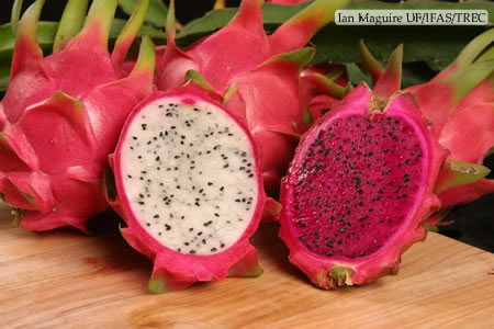 Name:  Dragon-fruit-3.jpg
Views: 53810
Size:  36.7 KB