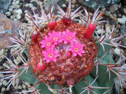 Name:  Melocactus intortus.jpg
Views: 43759
Size:  68.4 KB