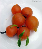 Name:  2004fa_pereskia_aculeata.jpg
Views: 39837
Size:  6.5 KB