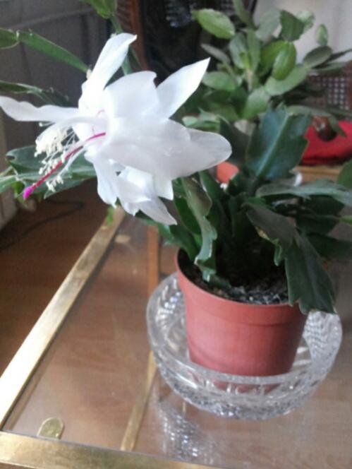 Name:  Schlumbergera white.jpg
Views: 2793
Size:  36.5 KB