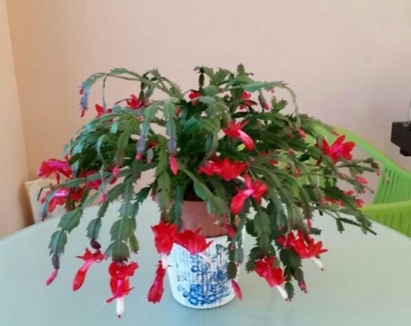 Name:  Sclumbergera Cyprus.jpg
Views: 2027
Size:  34.3 KB