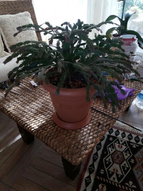 Name:  Schlumbergera - january 2016.jpg
Views: 1689
Size:  61.8 KB