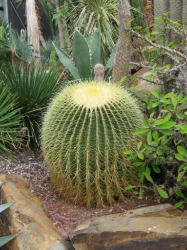 Name:  kaktusler 006.jpg
Views: 1305
Size:  60.1 KB
