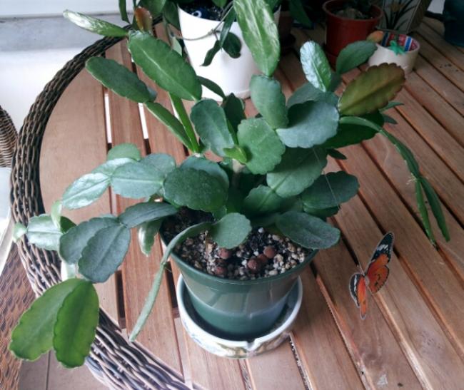 Name:  Rhipsalidopsis 2016.jpg
Views: 1995
Size:  57.7 KB