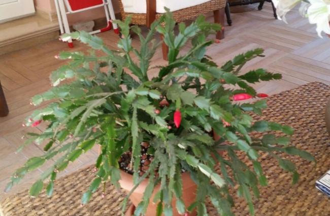 Name:  Red Schlumbergera 2nd.flowering 2016.jpg
Views: 1474
Size:  49.6 KB