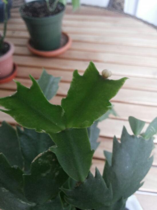 Name:  White Schlumbergera second bud 2016.jpg
Views: 1466
Size:  31.4 KB