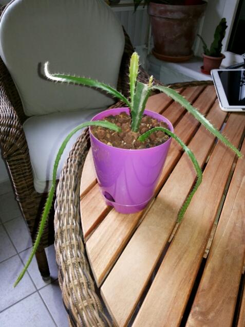 Name:  Epiphyllum 2nd year.jpg
Views: 964
Size:  48.1 KB