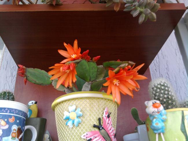 Name:  kakts 033.jpg
Views: 1306
Size:  44.3 KB