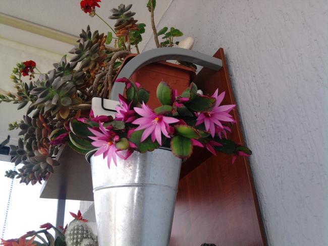 Name:  kakts 035.jpg
Views: 1344
Size:  43.3 KB