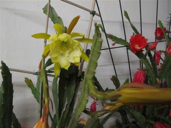 Name:  IMG_9245 (600 x 450).jpg
Views: 1870
Size:  36.1 KB
