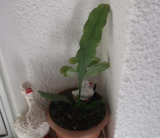 Name:  DSCF9506.jpg
Views: 556
Size:  39.6 KB