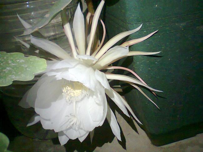 Name:  Fotoraf4673.jpg
Views: 481
Size:  45.2 KB