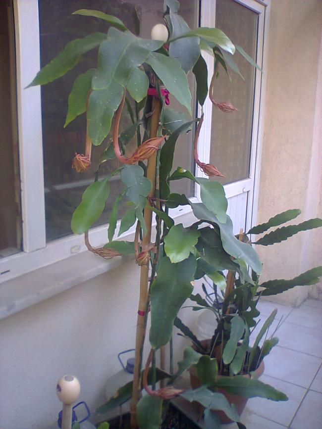 Name:  Fotoraf4999.jpg
Views: 770
Size:  64.1 KB