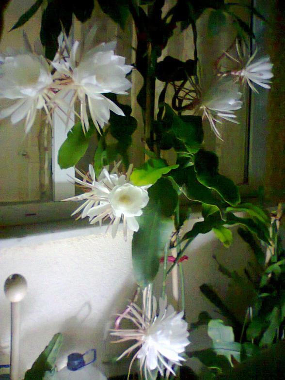 Name:  sayfasna 2.jpg
Views: 761
Size:  70.2 KB