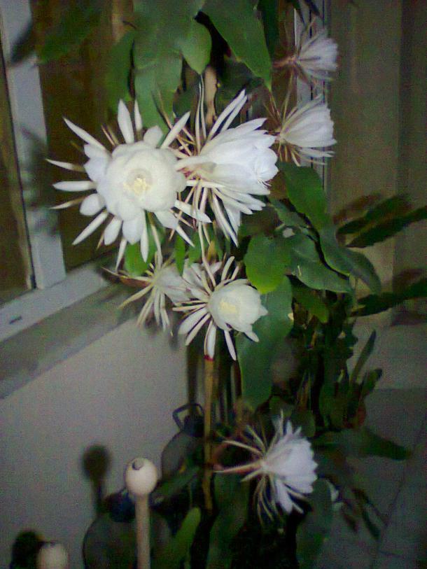 Name:  sayfasna 3.jpg
Views: 803
Size:  70.0 KB