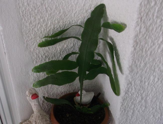 Name:  DSCF9779.jpg
Views: 696
Size:  40.3 KB