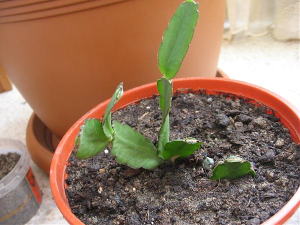 Name:  kark 043.jpg
Views: 48755
Size:  52.6 KB
