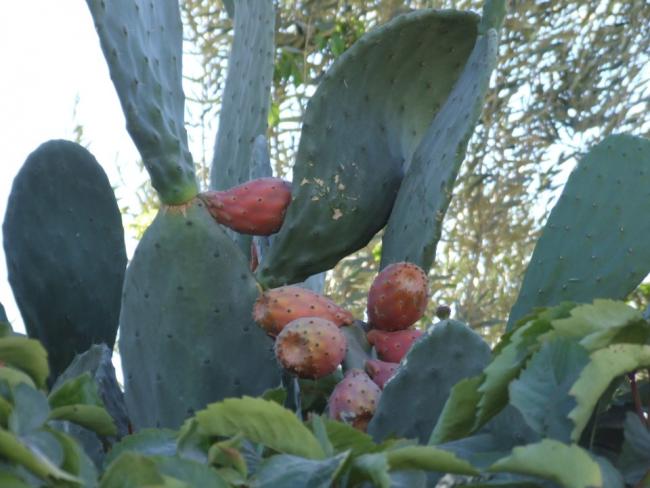 Name:  opintia ficus-indica.jpg
Views: 1188
Size:  43.6 KB