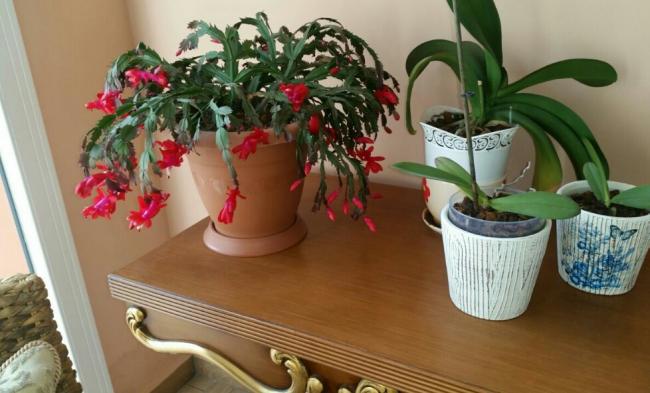 Name:  Schlumbergera CYP 2106.jpg
Views: 2592
Size:  40.7 KB