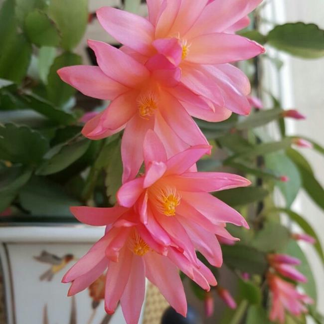 Name:  Rhipsalidopsis blooms 2017.jpg
Views: 1228
Size:  42.4 KB