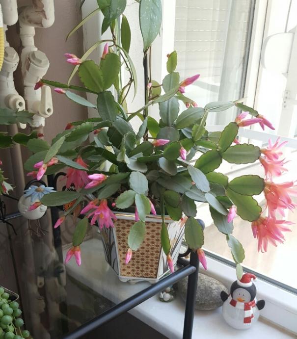 Name:  Easter cactus .jpg
Views: 1313
Size:  64.2 KB