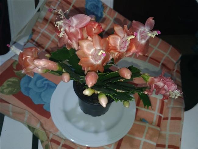 Name:  P_20171128_184802_vHDR_On (690 x 518).jpg
Views: 914
Size:  37.1 KB