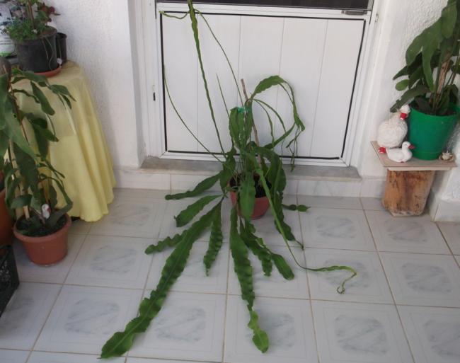 Name:  DSCF1034.jpg
Views: 874
Size:  39.6 KB