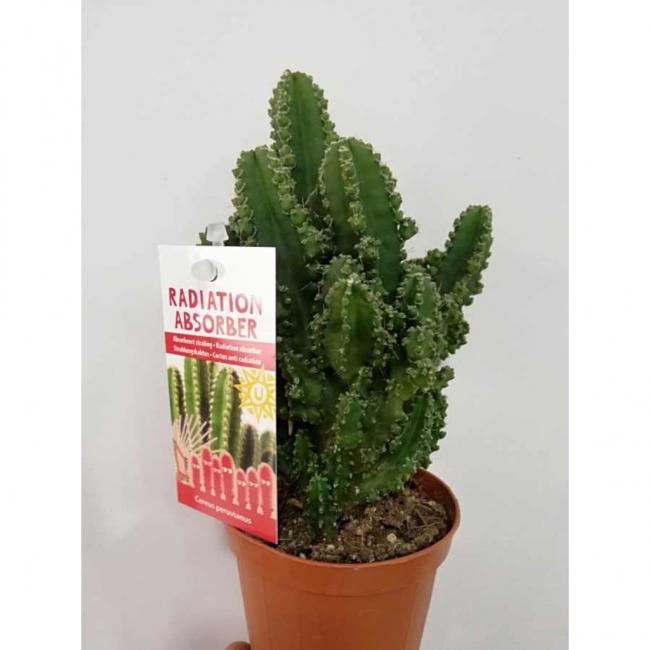 Name:  cereus-peruvianus-florida-paolina-radyasyon-emici-kaktus-15-cm__0487667092598275.jpg
Views: 780
Size:  33.0 KB