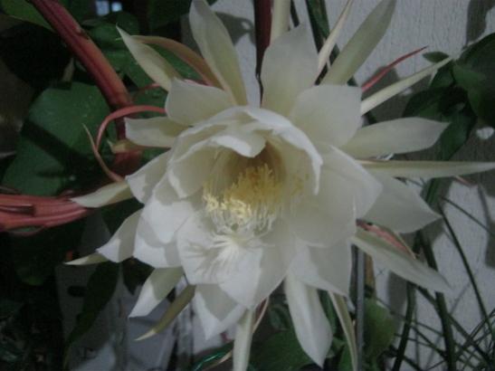 Name:  night blooming cereus.jpg
Views: 1204
Size:  25.8 KB