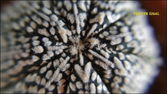 Name:  Astrophytum Asterias Sper Kabuto V-Type (10).jpg
Views: 1404
Size:  38.6 KB