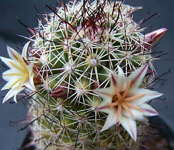 Name:  Mammillaria dioica_349x300.jpg
Views: 709
Size:  43.3 KB