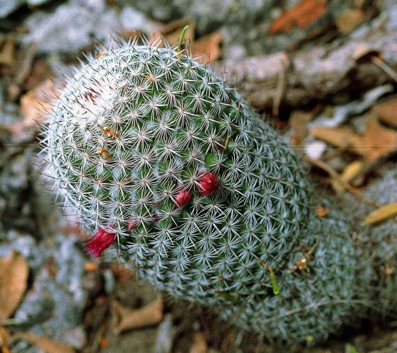 Name:  Mammillaria haageana ssp haageana.jpg
Views: 570
Size:  70.1 KB