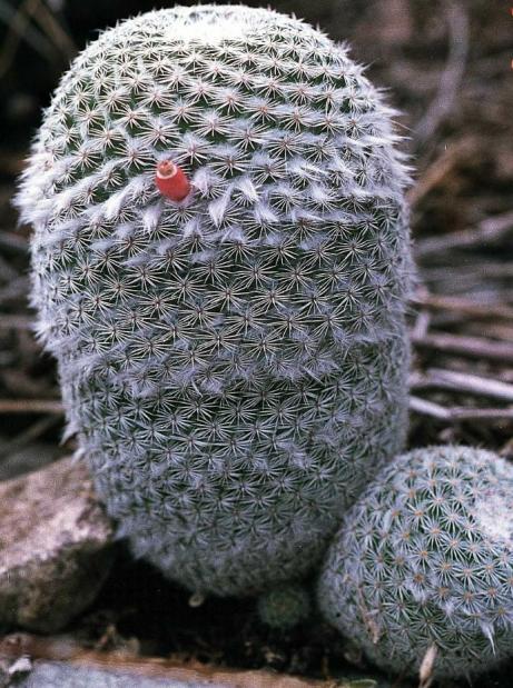 Name:  Mammillaria albilanata ssp alopy_690x927.jpg
Views: 459
Size:  75.7 KB