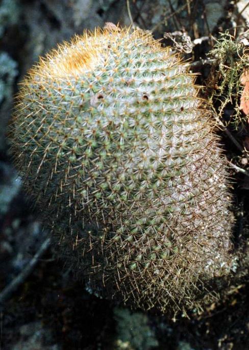 Name:  Mammillaria flavicentr.jpg
Views: 410
Size:  78.6 KB