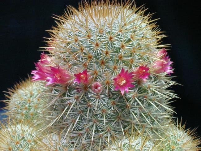 Name:  Mammillaria dixanthocent.jpg
Views: 421
Size:  70.0 KB