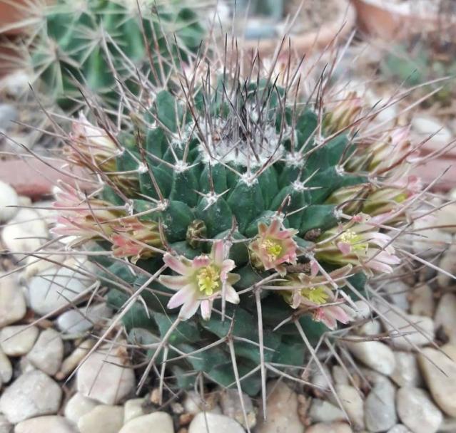Name:  FB_IMG_158990381384carnea.jpg
Views: 352
Size:  70.1 KB
