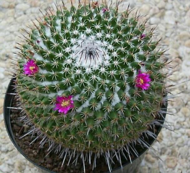 Name:  Mammillaria varieaculeata.jpg
Views: 469
Size:  71.9 KB